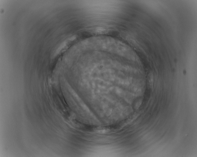 X0000077360746200611101639