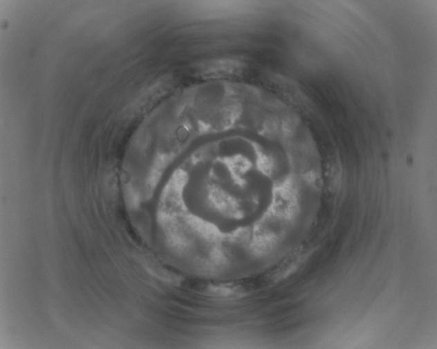 X0000077360753200611101639