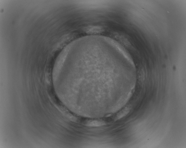 X0000077360755200611101639