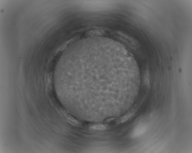 X0000077360759200611101639