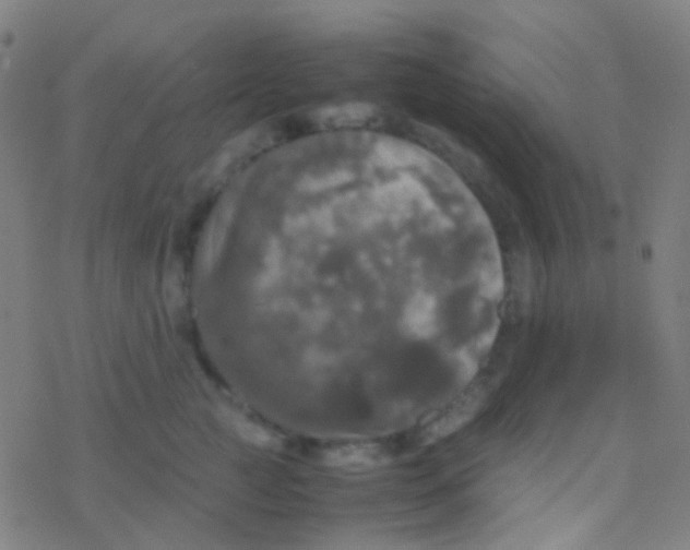 X0000077360761200611101639