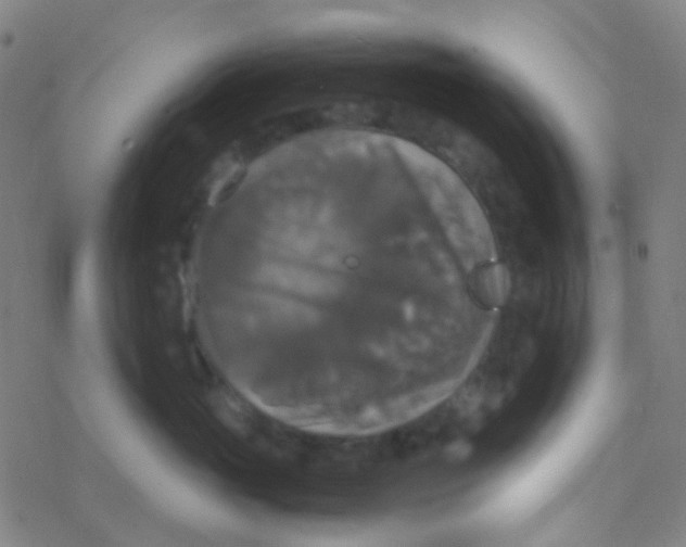 X0000077360765200611101639