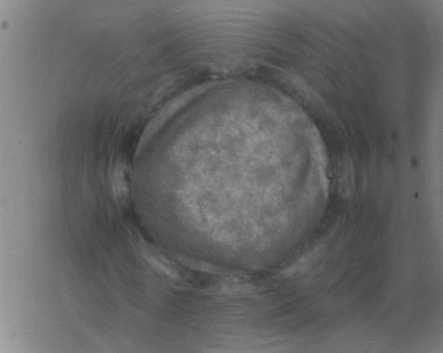 X0000077360770200611101638