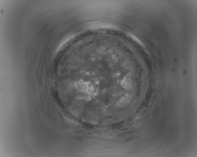 X0000077360775200611101638