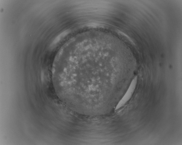 X0000077360776200611101638