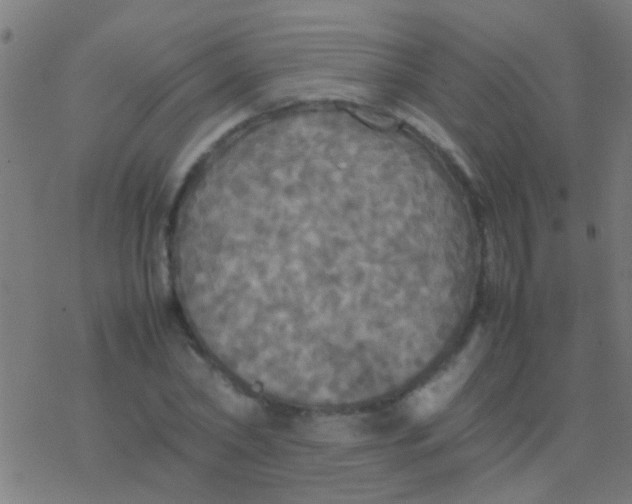 X0000077360782200611101638