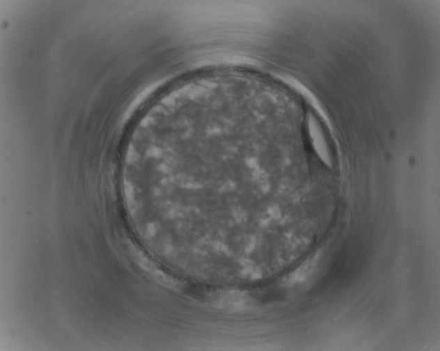 X0000077360783200611101638