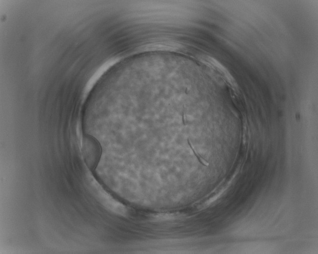 X0000077360796200611101638