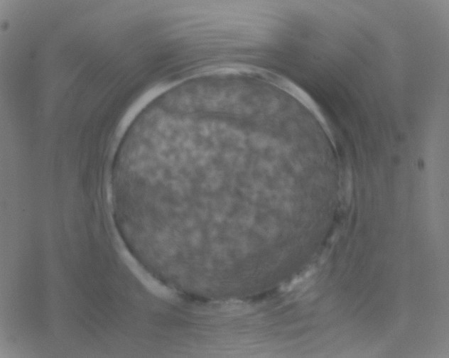 X0000077360811200611101637