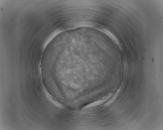 X0000077360814200611101637