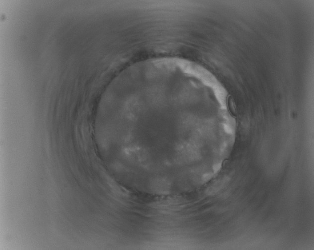 X0000077360817200611101637