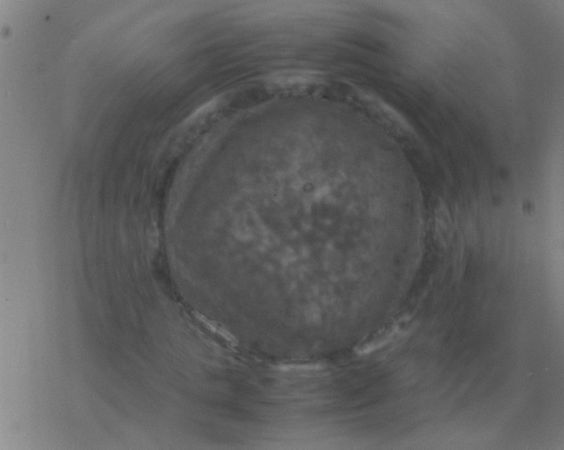 X0000077360821200611101637