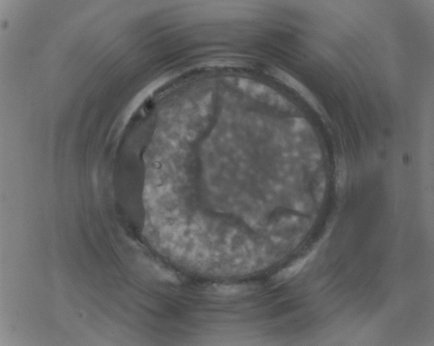 X0000077360829200611101637