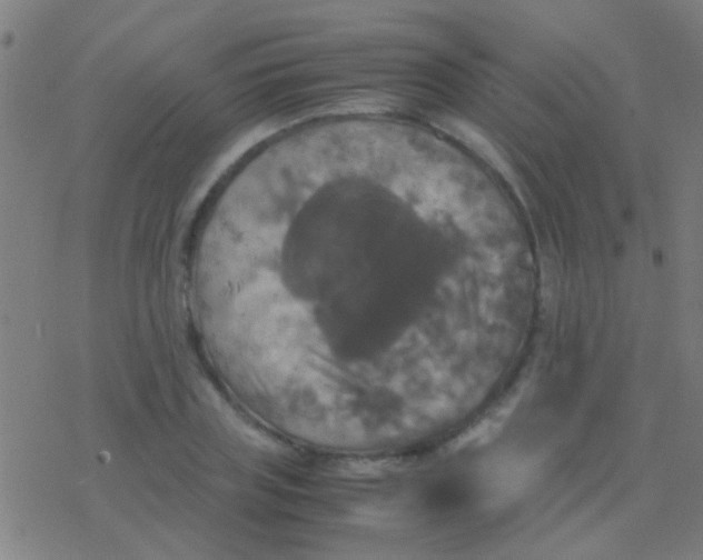 X0000077360835200611101637