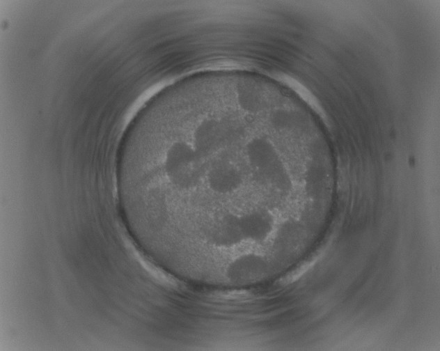 X0000077360837200611101637