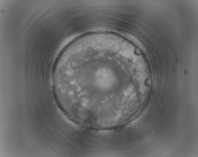 X0000077360839200611101637