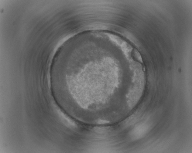 X0000077360840200611101637