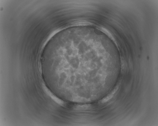 X0000077360843200611101637