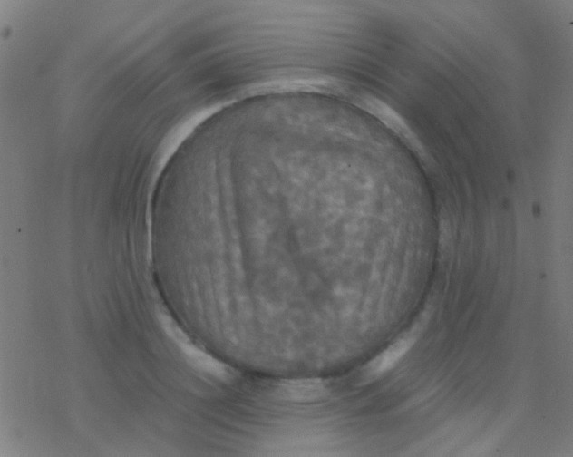 X0000077360844200611101637