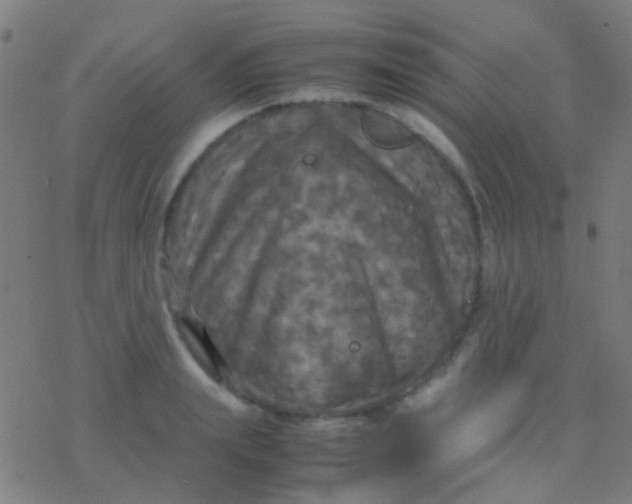 X0000077360847200611101637