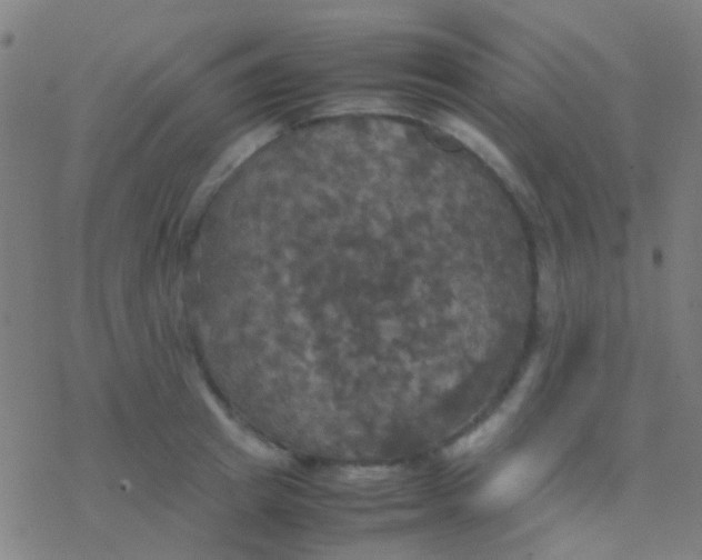 X0000077360849200611101637