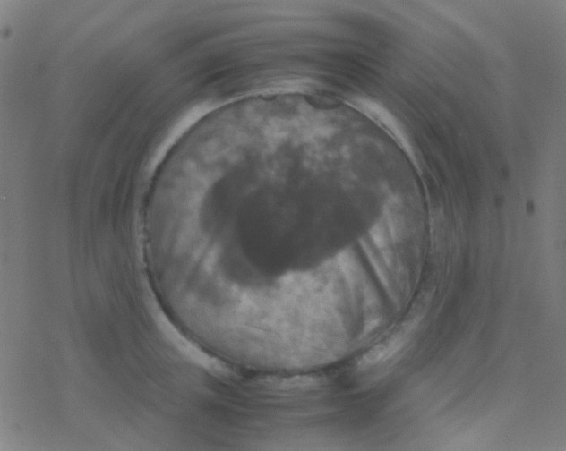 X0000077360851200611101637