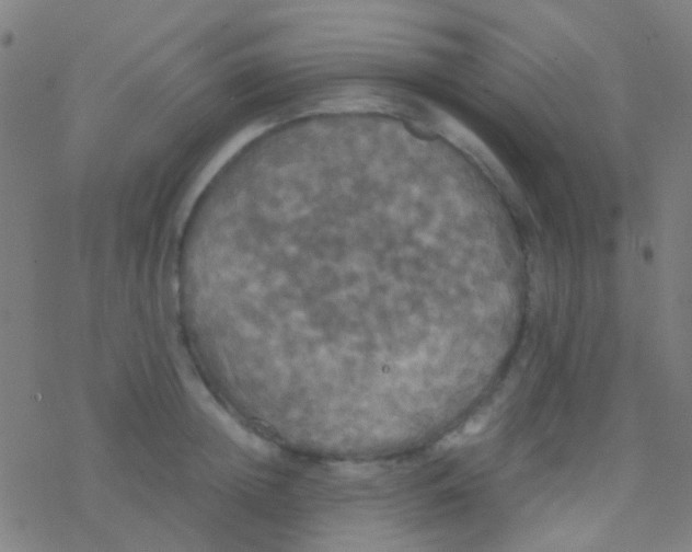 X0000077360852200611101637