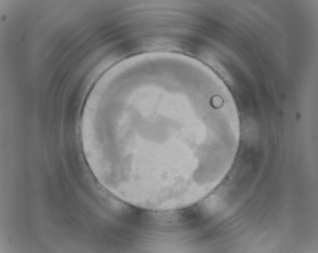 X0000077360856200611101637