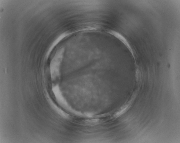 X0000077360859200611101637