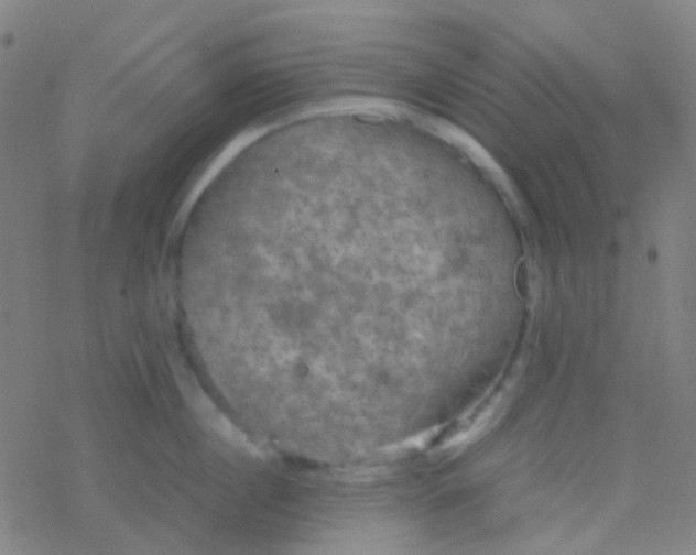 X0000077360860200611101637