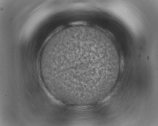 X0000077360861200611101637