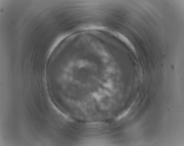 X0000077360863200611101637