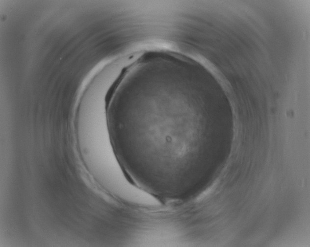 X0000077360864200611101637