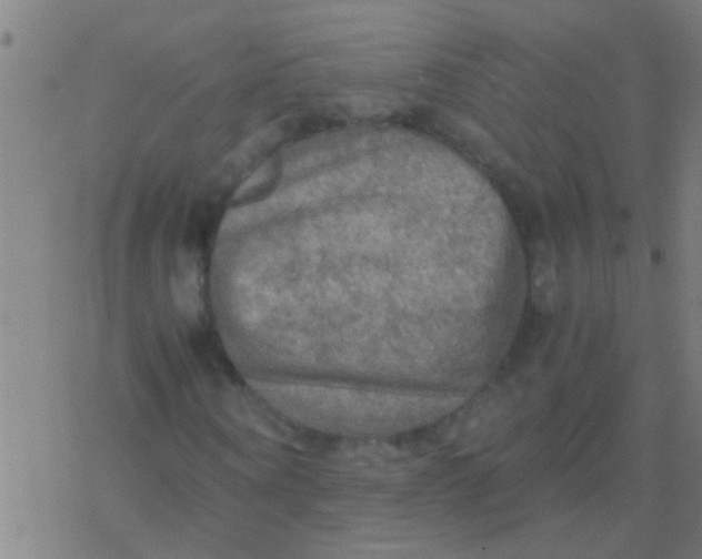 X0000077360866200611101637