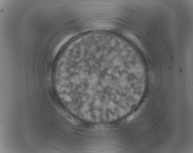 X0000077360875200611101636