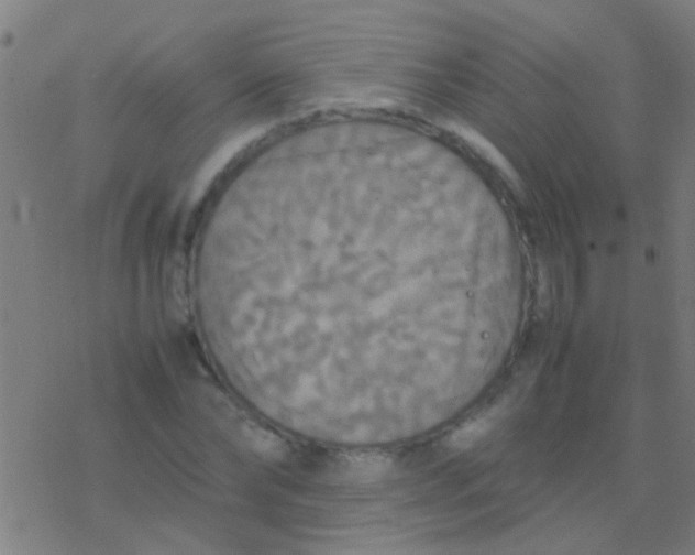 X0000077360878200611101636