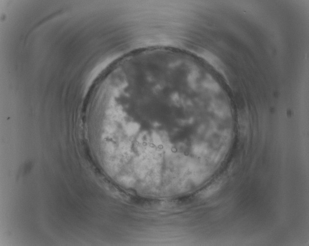 X0000077360879200611101636