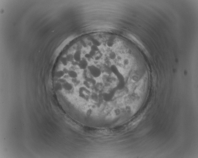 X0000077360883200611101636