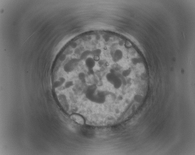 X0000077360887200611101636