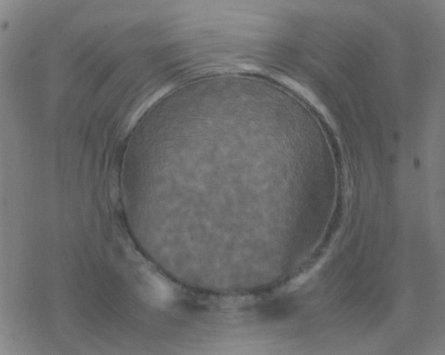 X0000077360889200611101636