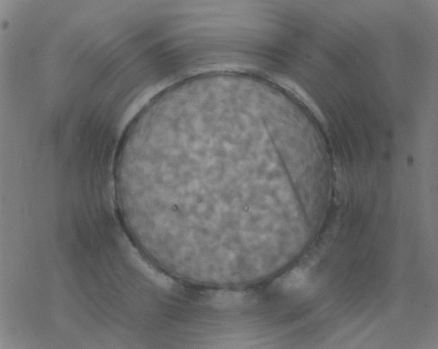 X0000077360890200611101636