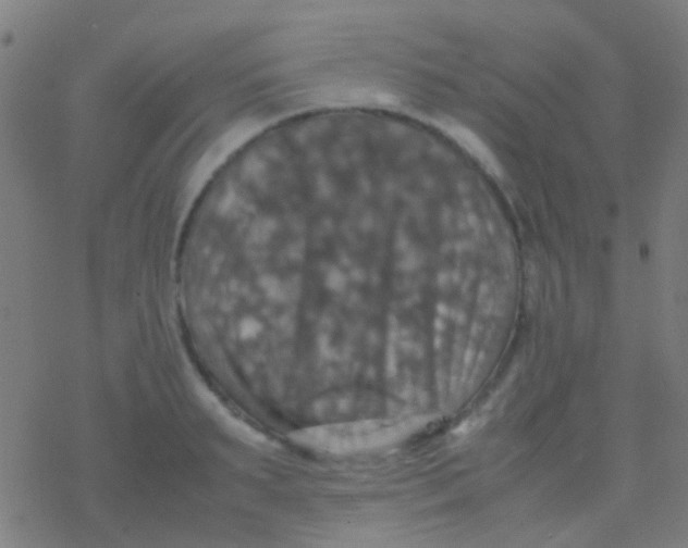 X0000077360895200611101636