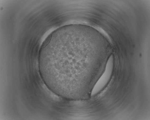 X0000077360896200611101636