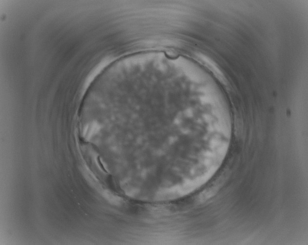 X0000077360899200611101636