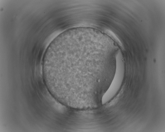 X0000077360900200611101636