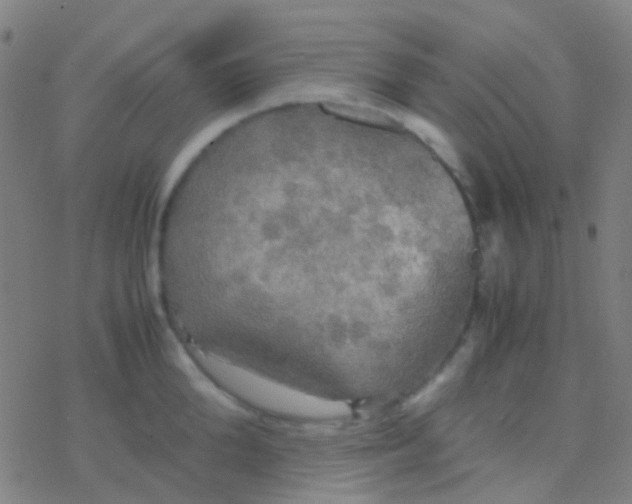 X0000077360904200611101636