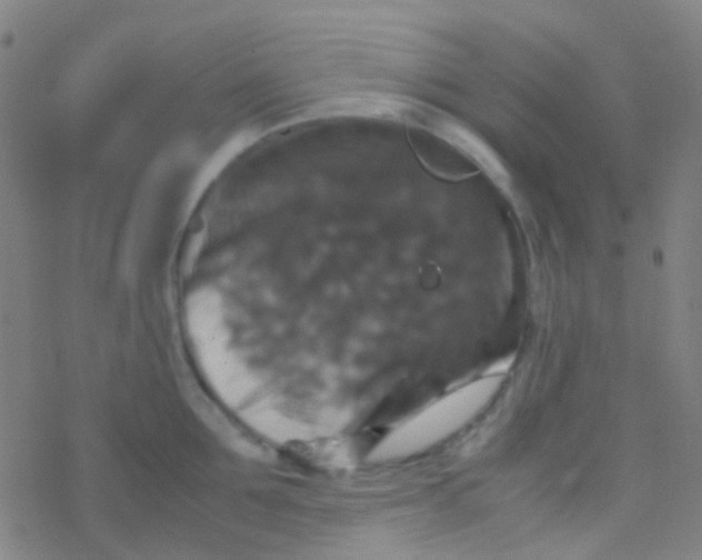 X0000077360907200611101636