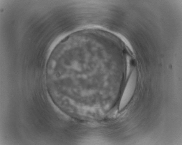 X0000077360911200611101636