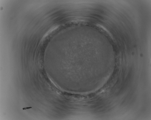 X0000077360919200611101635