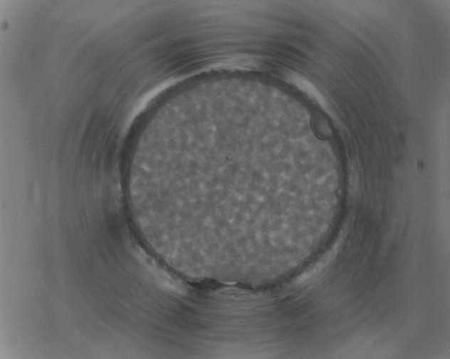 X0000077360923200611101635